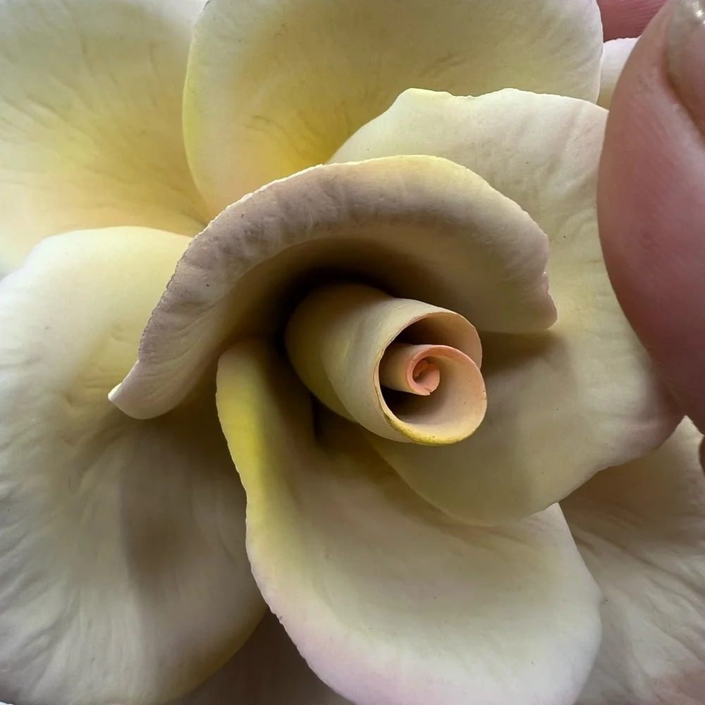 Napoleon Italy Pink /Yellow Rose Ceramic Porcelain Flower With Sticker Beautiful